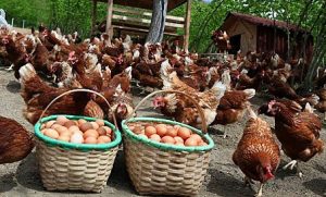 Ankara Organik Yumurta Firması