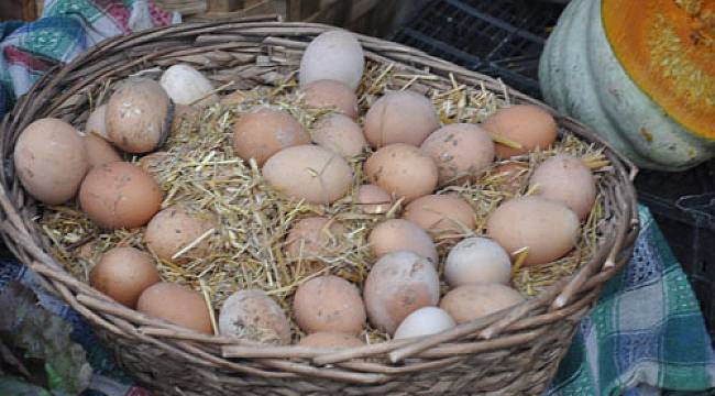 Organik Köy Yumurtası Üretimi