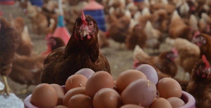 Organik Köy Yumurtası Üretimi